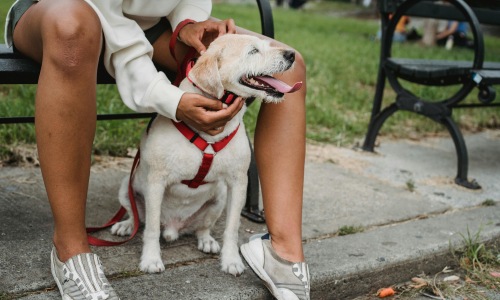 Pet-Friendly Living at Connery on Providence: A Tail-Waggin Good Time Cover Image